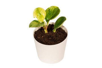 Young houseplant Peperomia Green Gold in white pot on the white background