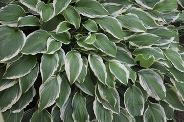 Naklejka na ściany i meble Green Hosta Ground Cover Plants