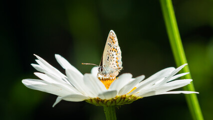 Reverdin's blue (lat. Plebejus argyrognomon), of the family Lycaenidae.