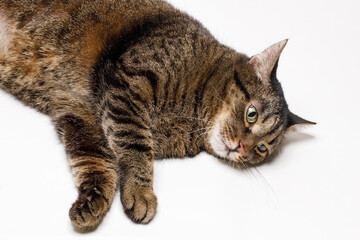 Fototapeta na wymiar reclining tabby cat is amusingly and playfully isolated on a white background.