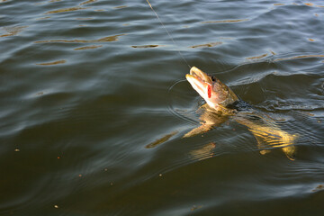 Summer fishing, pike fishing, spinning on the lake