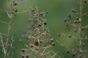 bayas