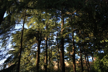 Bosque lleno de arboles en atardecer 