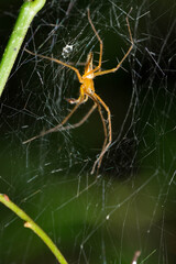 spider