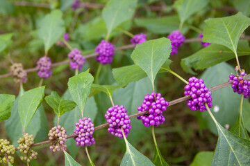 Beautyberry bush