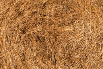Hay texture golden straws close-up bulgaria sunny orange yellow nature ecology rural sharp focus