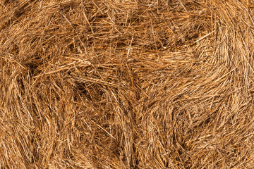 Hay texture golden straws close-up bulgaria sunny orange yellow nature ecology rural sharp focus