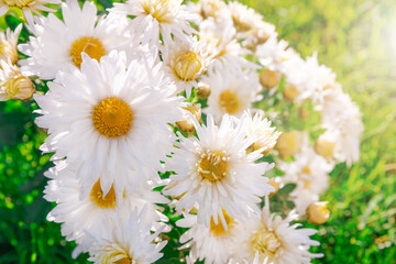 Fototapeta premium Summer bright flowers growing on the ground lit by the sun.