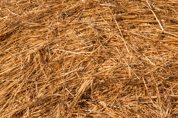 Hay texture golden straws close-up bulgaria sunny orange yellow nature ecology rural sharp focus