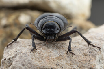 The large black Arabian Darkling Beetle