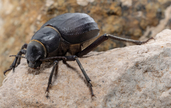 The large black Arabian Darkling Beetle