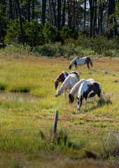 horses in the field