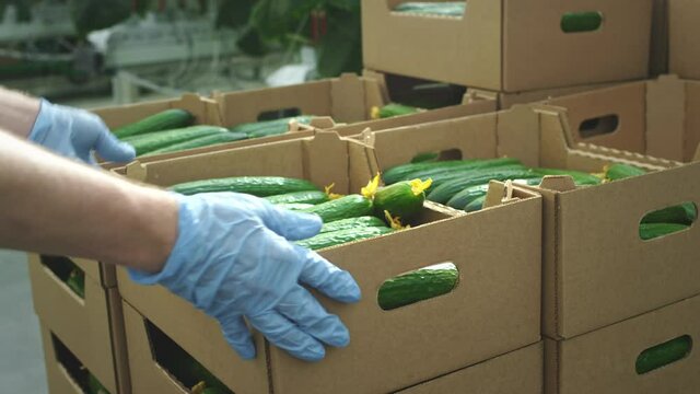 A farmer loader puts cucumbers in a cardboard box. Healthy eating. Raw food and vegetarianism. Warehouse for vegetables in the greenhouse. Cultivation of genetically modified vegetable products