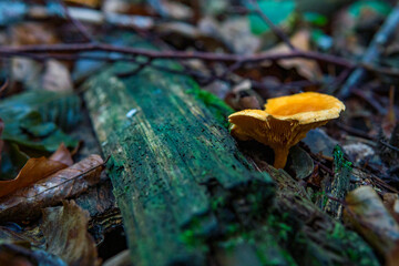 Hygrophoropsis aurantiaca Wrong chanterelle mushroom fungus in colourful autumn forest