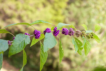 beautyberry stem