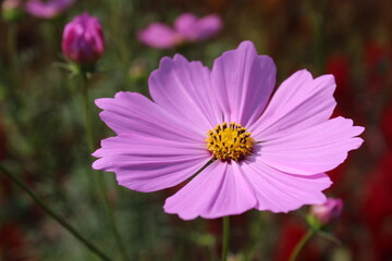 Beautiful pink Cosmos (Asteraceae) flower in the garden