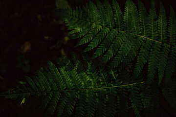 Fototapeta na wymiar fern in the autumn forest in the morning