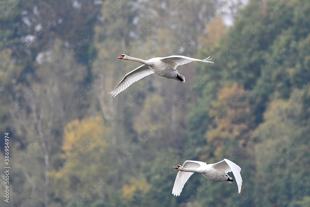 Poster Schwan während des Fluges