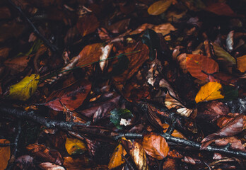 fallen autumn leaves