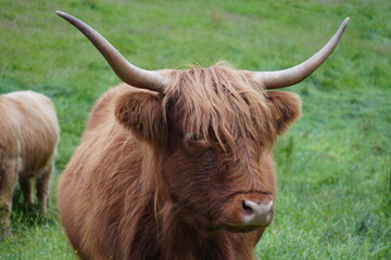 Scottish Highland Cattle Scotland Cow Longhorn