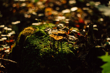 mushrooms in the autumn forest in the morning