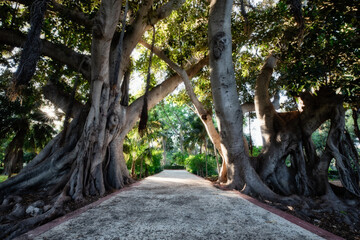 Amazing and relaxing path in the forest. hiking trail Surrounded by trees. big old trees near sidewalk. road in the park