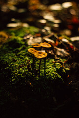 mushrooms in the autumn forest in the morning