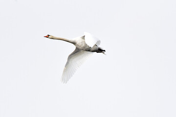 Schwan während des Fluges