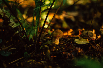 mushrooms in the autumn forest in the morning