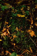 the beginning of the day in the autumn forest in the morning