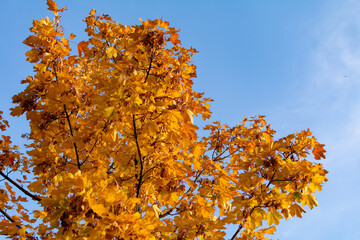 Fototapeta na wymiar Autumn landscape. The autumn tree leaves sky background.
