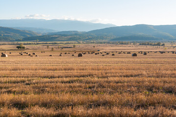 Dry hay field with a clear cut path warm color bulgaria rural landscape sun day clear blue sky