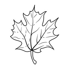 autumn maple leaf nature icon