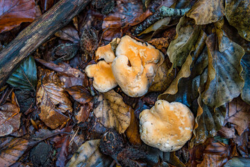 Hydnum repandum Bread stubble mushroom fungus in colourful autumn forest