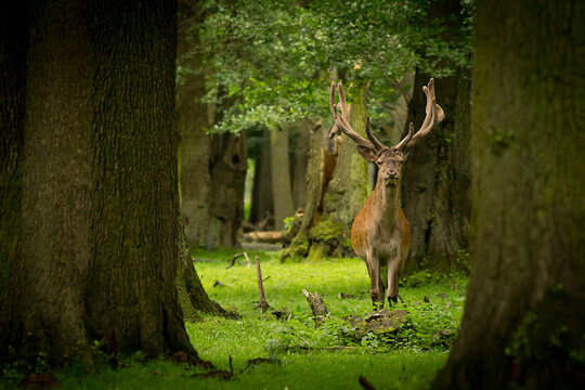 Hirsch auf einer Lichtung im Wald