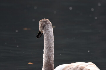 Schwan