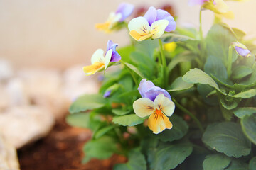 photo of delicate purple and yellow pansy flowers in the garden. Close up, selective focus
