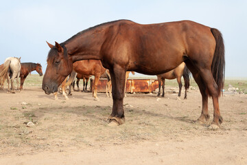 Bay plump horse with tied front legs