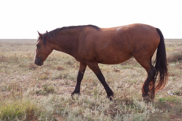 Obraz premium Bay plump horse walks across steppe
