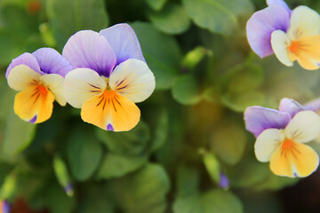 photo of delicate purple and yellow pansy flowers in the garden. Close up, selective focus