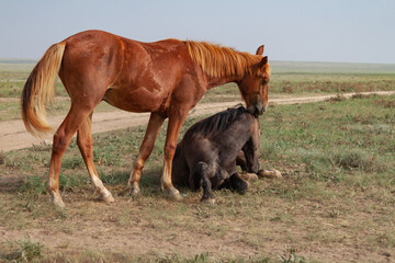 Naklejka na ściany i meble Two horses in the steppe. Romantic plot