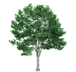 tree 3d render  on white  background