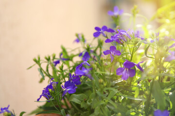 Obraz premium photo of blue Lobelia flowers in the garden. Close up, selective focus