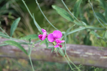 Obraz premium fleur macro