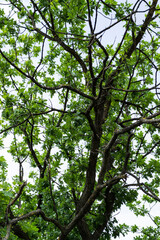 Fototapeta premium Big tree trunk with green leaves.