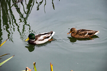 Duck and drake swim in the lake. The ducks is floating in the river and look for food.