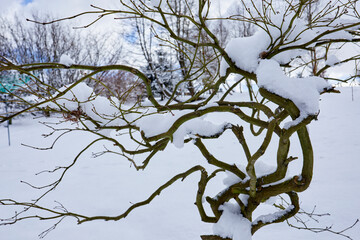 After a heavy snowfall in winter, the skeletal outline of an Acer traps powdery snow in its branches