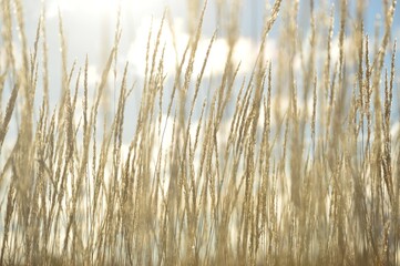 grass in the wind