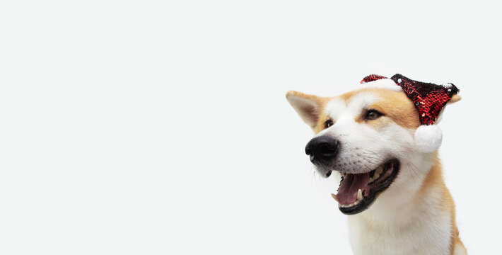 Akita puppy dog celerbating christmas with a sequins santa hat. Isolated on gray background.