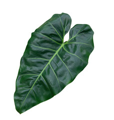 Tropical pholodendron Green leaves isolate with clipping path